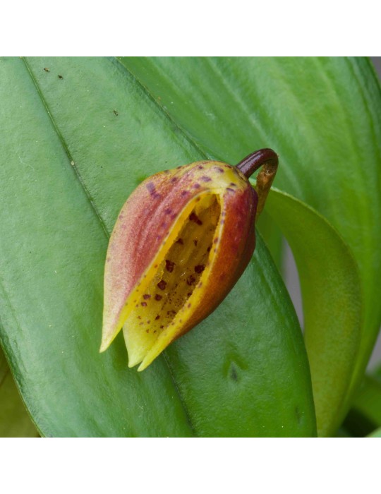 Luerella pelecaniceps Luerella pelecaniceps