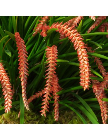Dendrochilum wenzelii, orchidée rare, originale 2