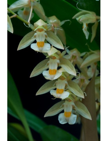 Chelonistele sulphurea 2