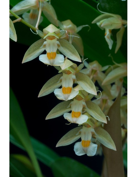 Chelonistele sulphurea