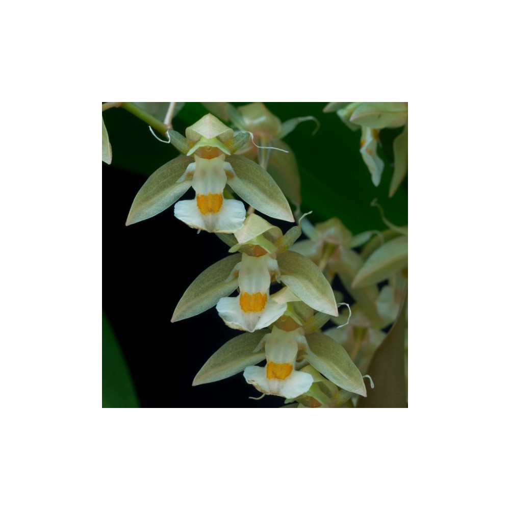 Chelonistele sulphurea