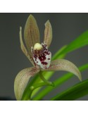 Cymbidium Vogelsang