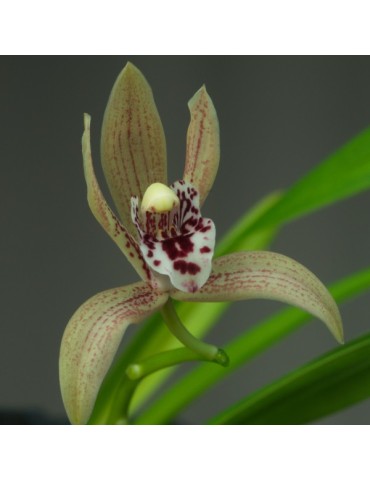 Cymbidium Vogelsang