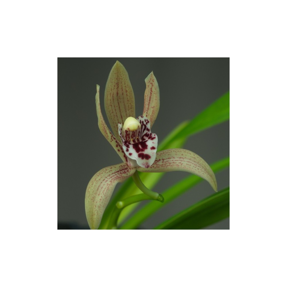 Cymbidium Vogelsang