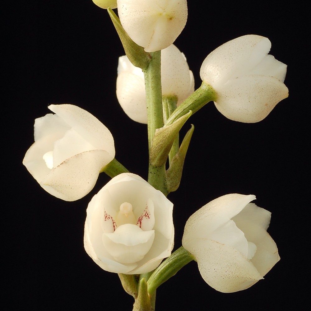 Peristeria elata orchidée rare, vente