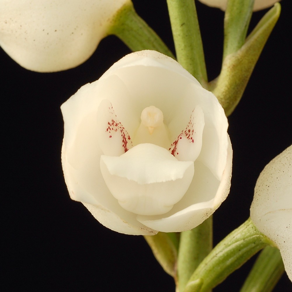Peristeria elata orchidée rare, vente