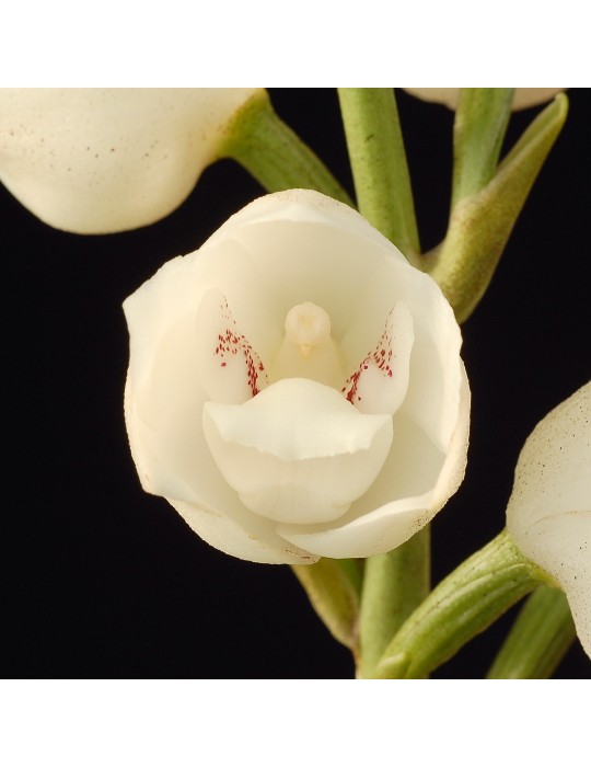 Peristeria elata orchidée rare, vente