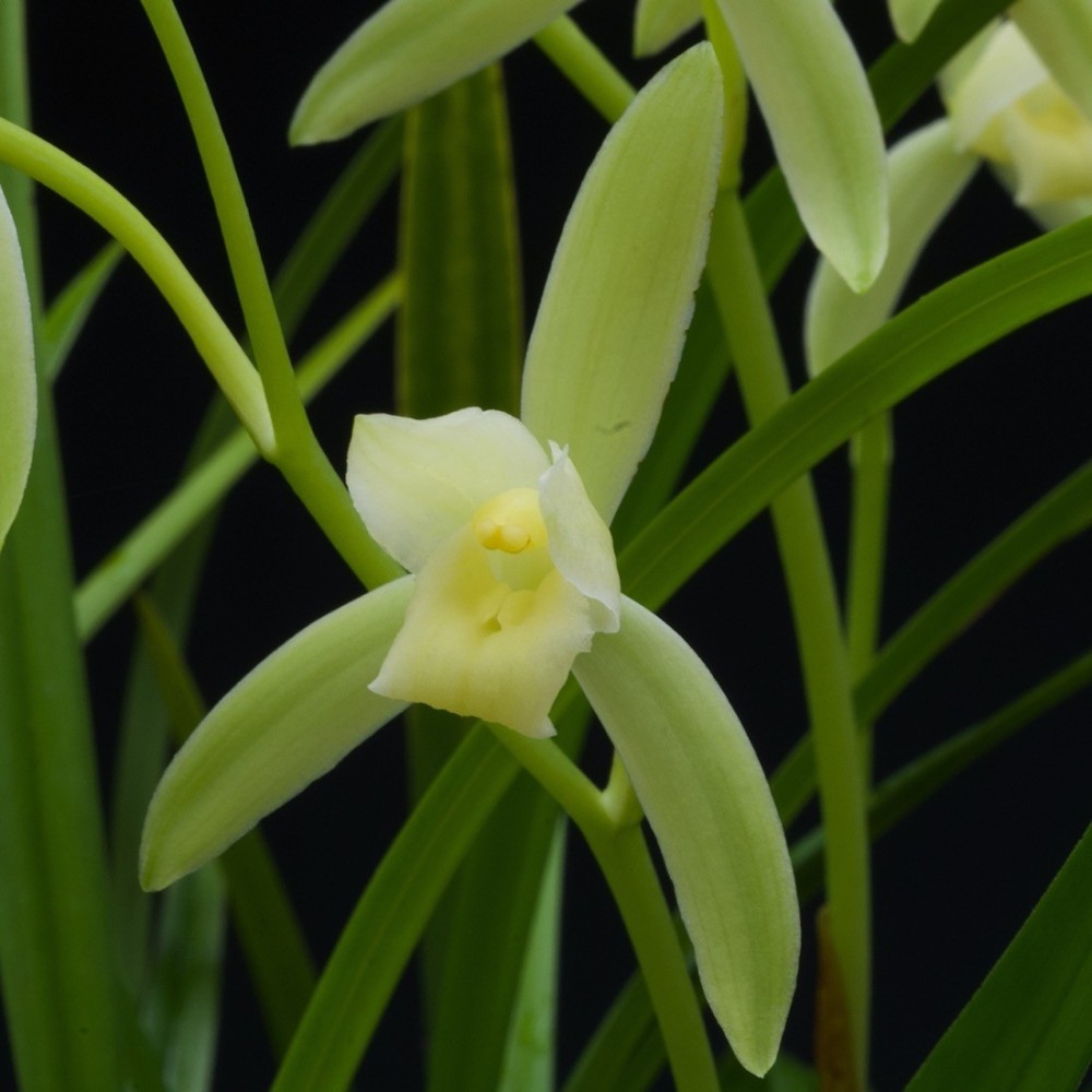 Cymbidium sinense var. album orchidée rare, vente