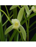 Cymbidium sinense var. album orchidée rare, vente