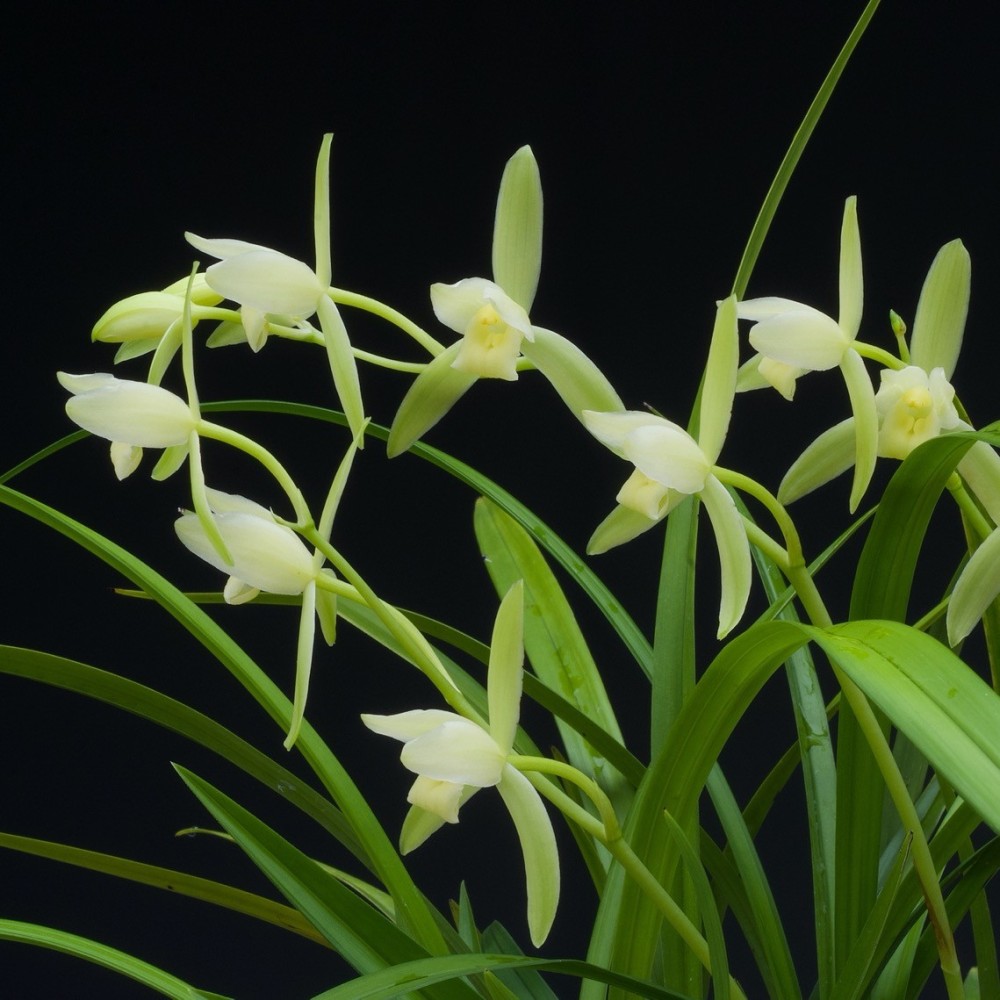 Cymbidium sinense var. album orchidée rare, vente