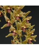 Cymbidium devonianum