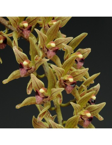 Cymbidium devonianum