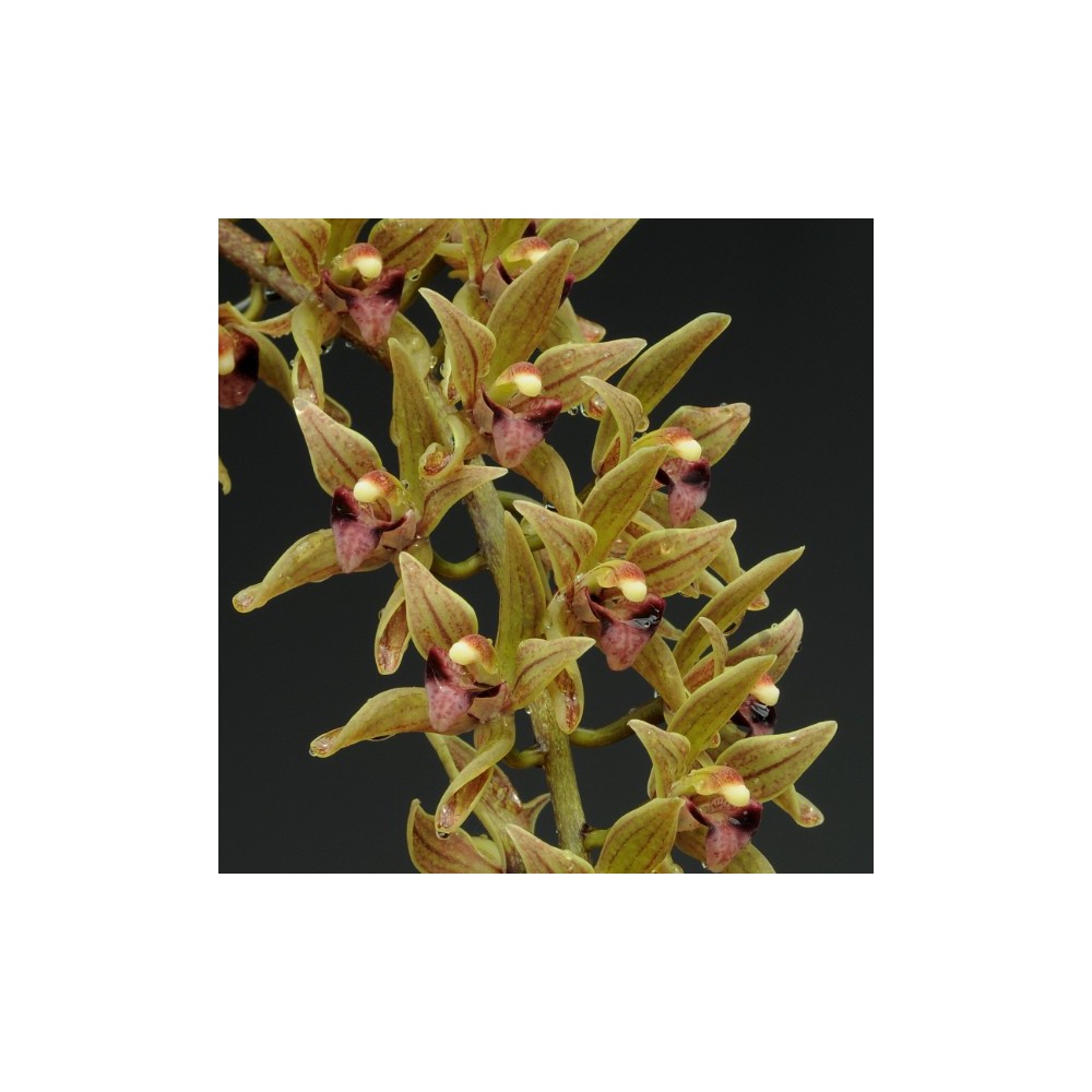 Cymbidium devonianum