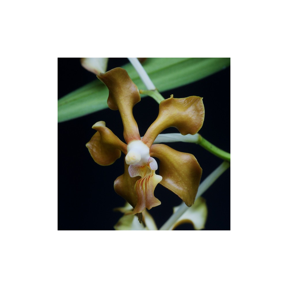 Vanda concolor