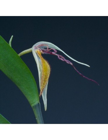 Pleurothallis nuda sur plaque 2