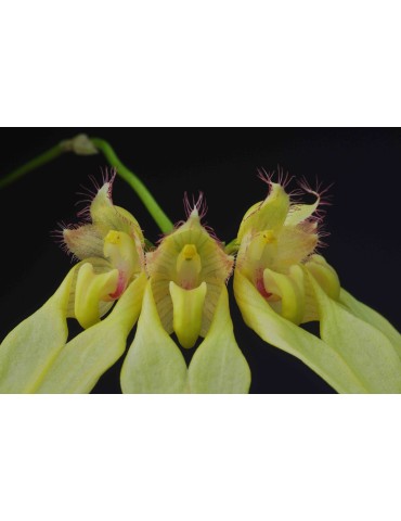 Bulbophyllum annandalei 2