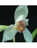 Cymbidium erythrostylum