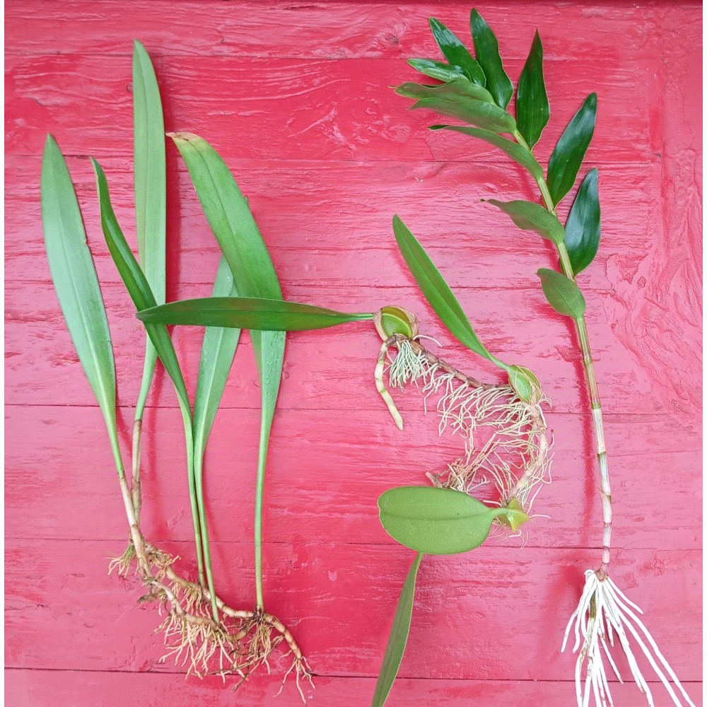 Lot de 3 Orchidées racines nues