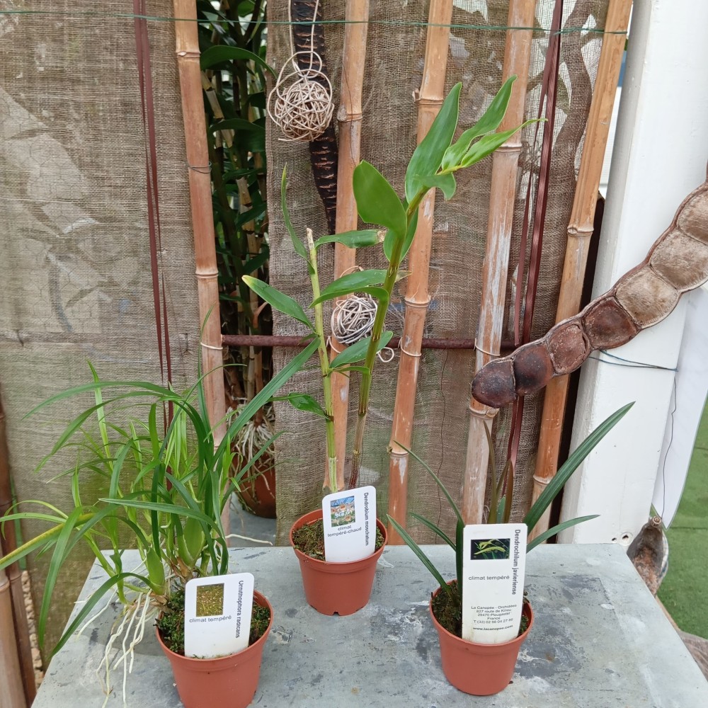 Lot de trois orchidées botanique en sphaigne à cultiver en gardant la Lot de trois orchidées botanique en sphaigne à cultiver en gardant la