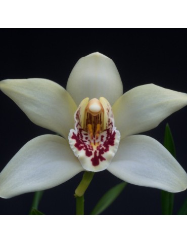 Cymbidium sanderae