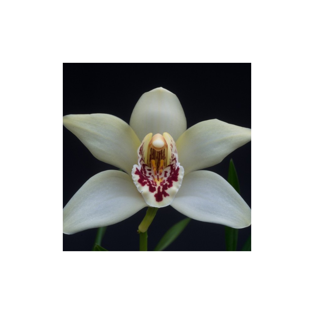 Cymbidium sanderae