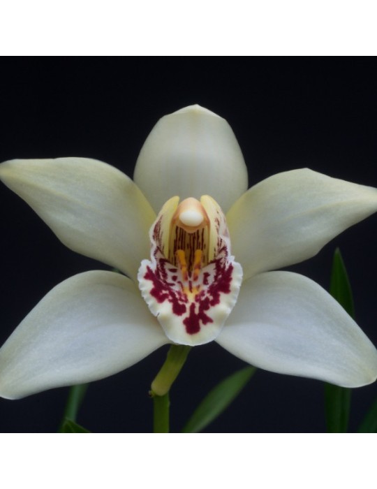 Cymbidium sanderae Cymbidium sanderae