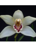 Cymbidium sanderae