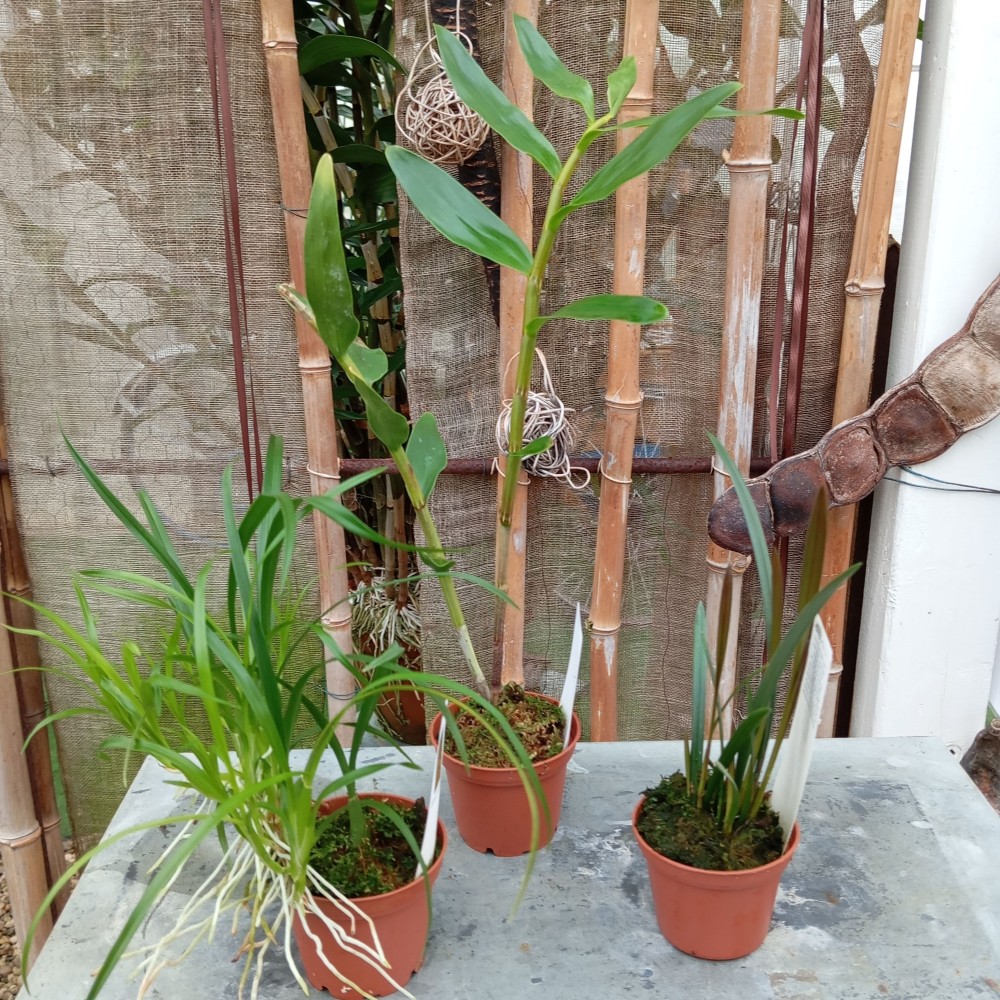 Collection de trois orchidées botanique en sphaigne