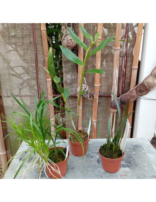 Lot de trois orchidées botanique en sphaigne à cultiver en gardant la