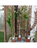 Lot de 3 Dendrobium