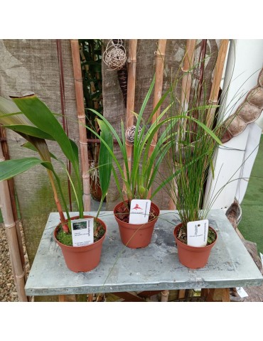 Lot de 3 Orchidées botaniques