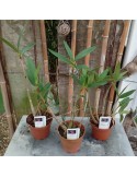 Lot de 3 Dendrobium kingianum