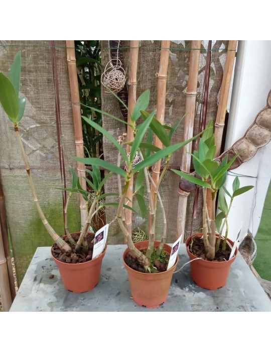 Lot de 3 Dendrobium kingianum