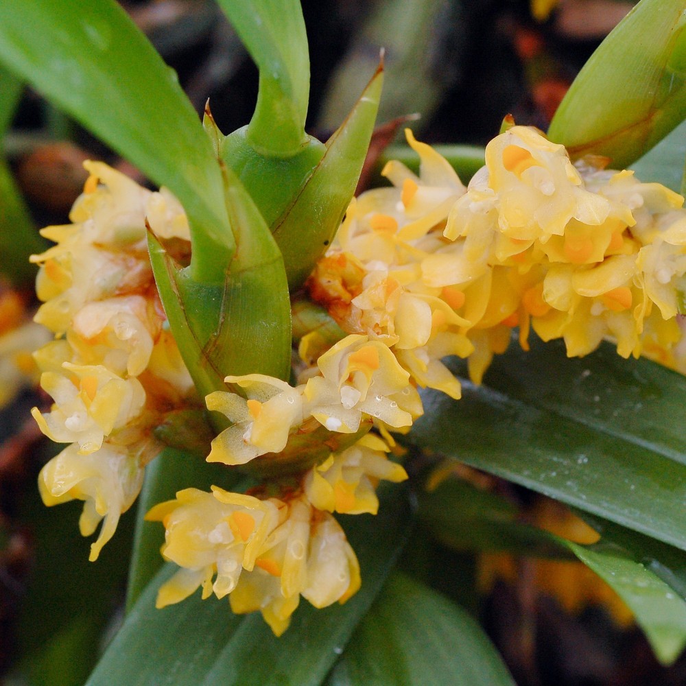 Maxillaria neglecta, vente