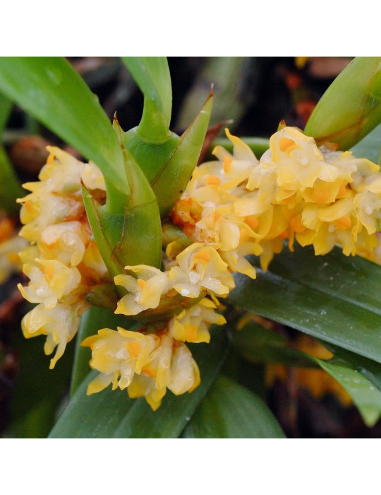 Maxillaria neglecta, vente