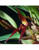 Bulbophyllum trigonosepalum