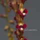 Bulbophyllum falcatum var. velutinum