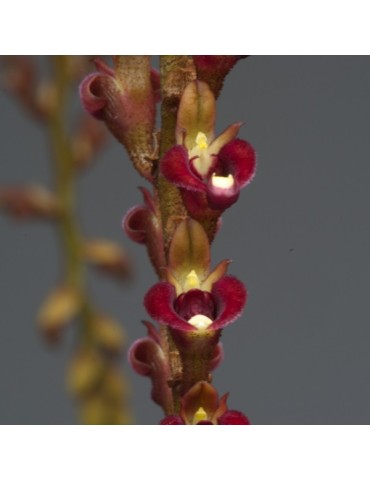 Bulbophyllum falcatum var. velutinum sur plaque