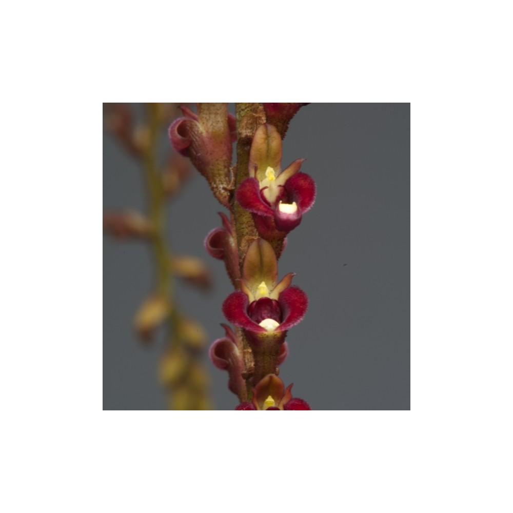 Bulbophyllum falcatum var. velutinum