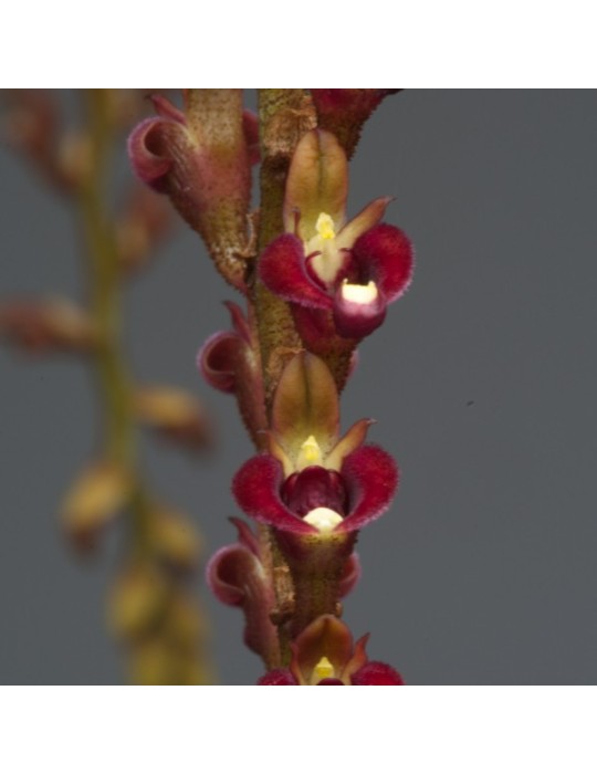 Bulbophyllum falcatum var. velutinum Bulbophyllum falcatum var. velutinum