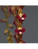 Bulbophyllum falcatum var. velutinum
