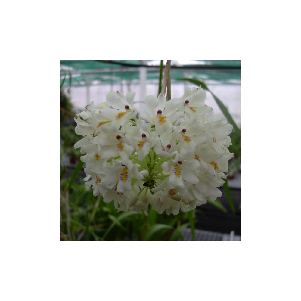 Neobenthamia gracilis