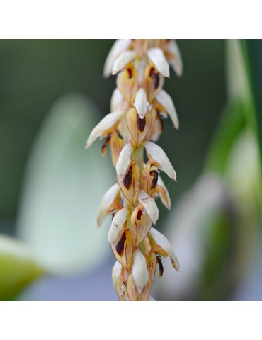 Bulbophyllum sp., vente