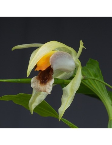 Coelogyne celebensis