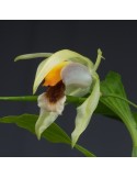 Coelogyne celebensis orchidée, vente