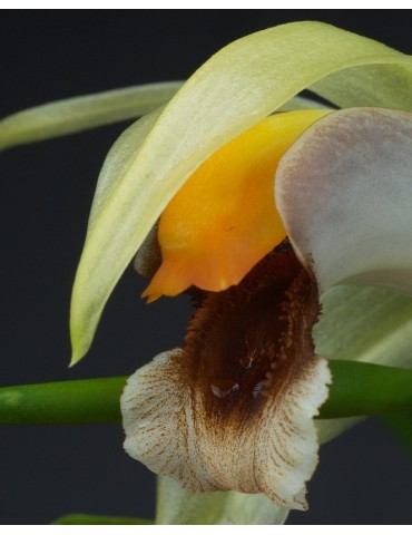 Coelogyne celebensis orchidée, vente 2