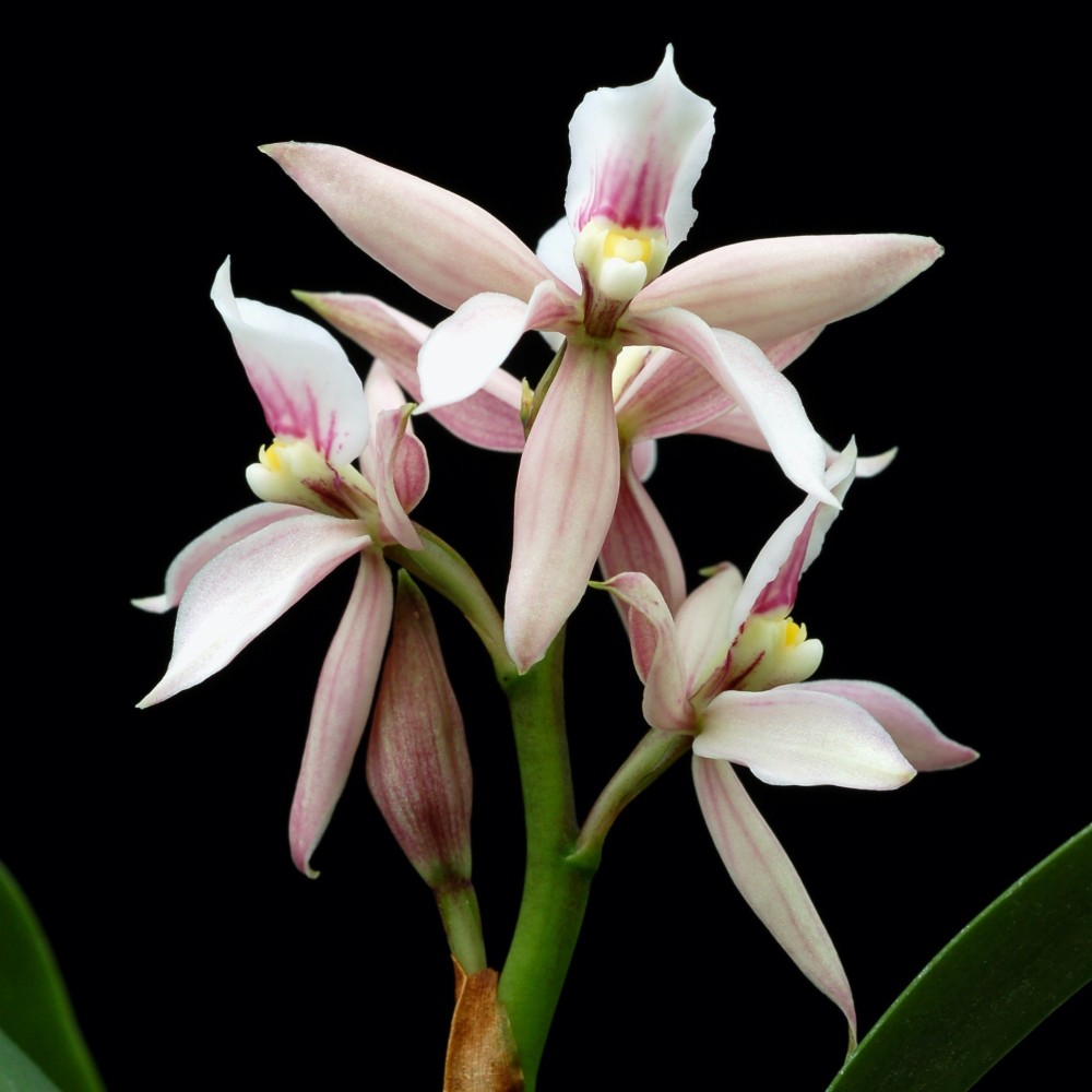 Prosthechea faresiana orchidée parfumée, vente