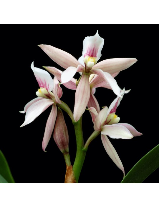 Prosthechea faresiana orchidée parfumée, vente