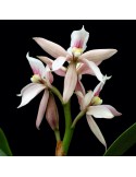Prosthechea faresiana orchidée parfumée, vente