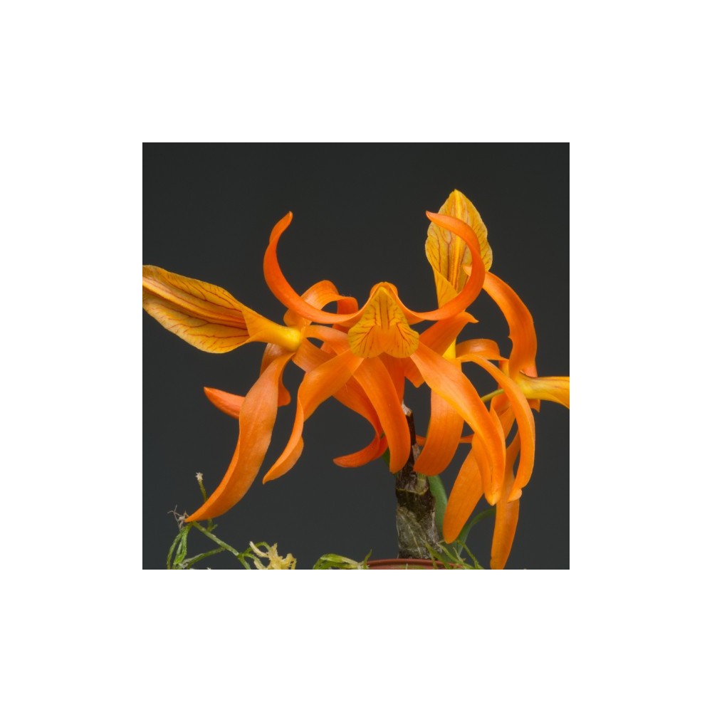 Dendrobium Etincelle